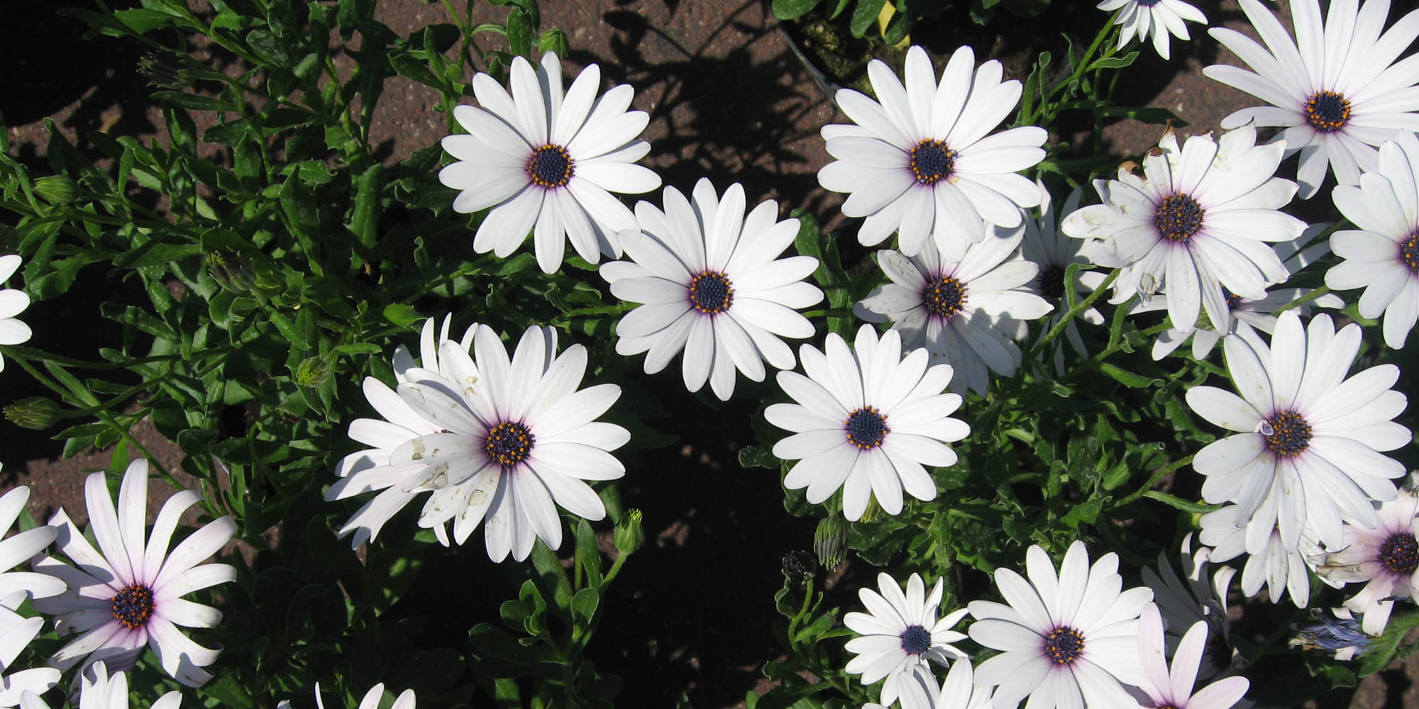 midi-oliven-flower-white.jpg
